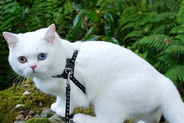 Những “thú cưng đẳng cấp triệu đô” kiếm bộn tiền về cho chủ