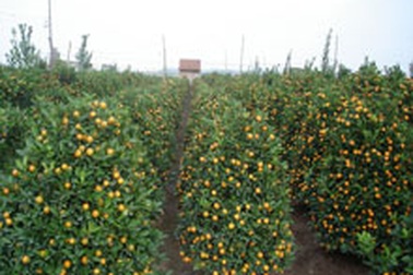 Quất Tứ Liên được mùa, đào Nhật Tân “chờ” thời tiết