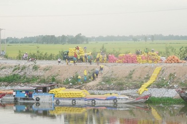 Trung Quốc ồ ạt mua gạo Việt Nam 