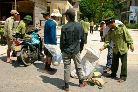 Nhóm lâm tặc triệt hạ 3 cây sưa đã “chuồn” khỏi rừng?