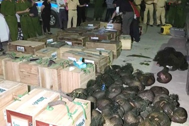 CSGT bắn thủng lốp xe Land Cruise vận chuyển hàng trăm con tê tê