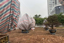 Mai vàng "ngồi" container từ miền Tây ra Hà Nội phải sưởi ấm bằng đèn