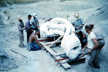 Chuyện thú vị không ngờ từ những mẫu hóa thạch