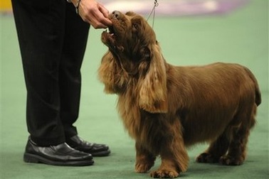 10 sự thật thú vị về tân “hoa hậu chó”