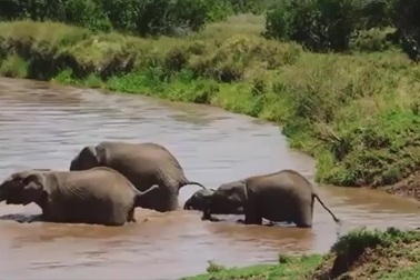 Đàn voi hợp sức cứu voi con bị nước cuốn trôi