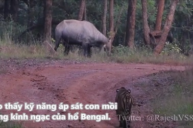 Hổ Bengal "chơi trốn tìm" với linh dương bò lam và cái kết