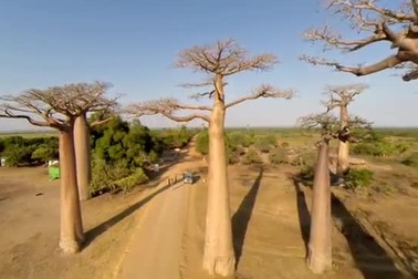 Đại lộ kỳ dị với những hàng “cây lộn ngược” như lạc vào hành tinh lạ