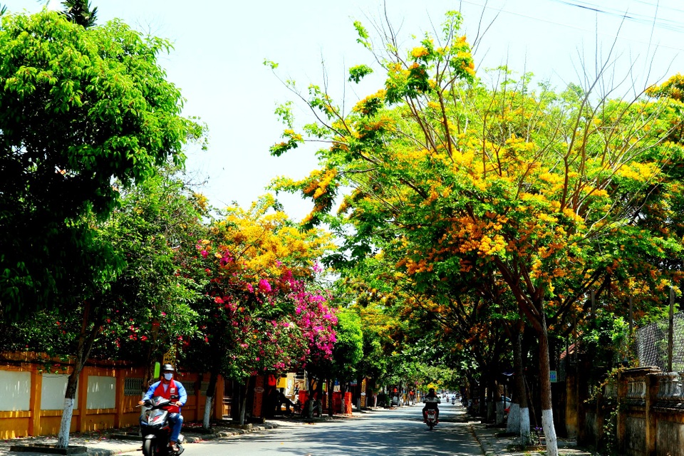 Hội An rực rỡ sắc hoa giữa tâm dịch Covid-19 - 1 Hội An rực rỡ sắc hoa giữa tâm dịch Covid-19 - 1