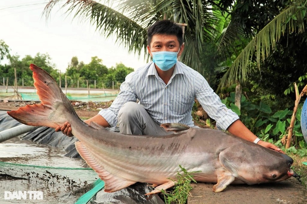 Mạnh dạn nuôi thủy quái, chàng trai miền Tây thu tiền tỷ - 2 Mạnh dạn nuôi thủy quái, chàng trai miền Tây thu tiền tỷ - 2