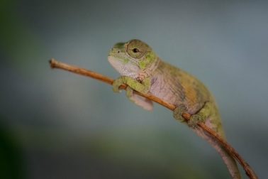 Chiêm ngưỡng những chú tắc kè hoa tí hon mới nở