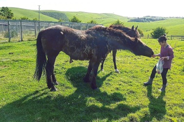 Gia đình cô dâu Việt giải cứu dê "cơ nhỡ", ngựa "về hưu" ở trời Tây