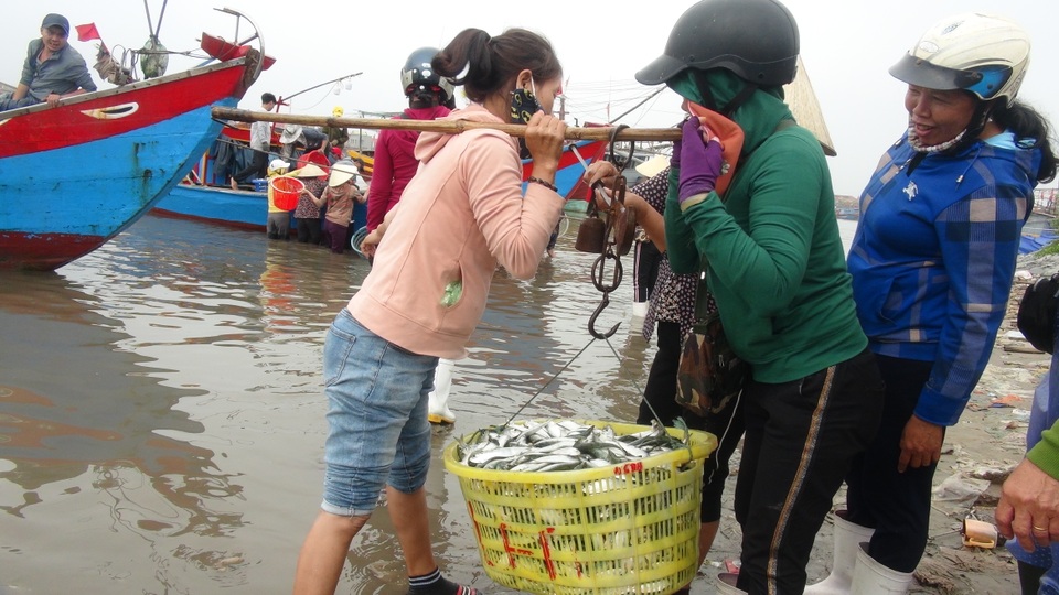 Ngư dân Quảng Bình trúng đậm cá trích ngày mở biển - 3 Ngư dân Quảng Bình trúng đậm cá trích ngày mở biển - 3
