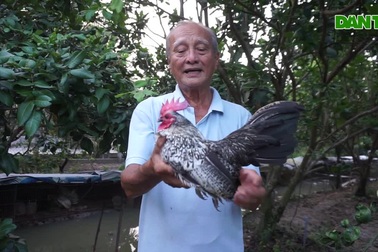 Chỉ nuôi chục con gà đẻ, cựu giảng viên đút túi hơn 200 triệu đồng mỗi năm