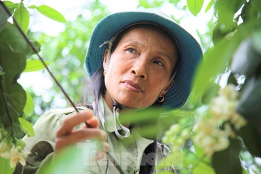 Xem nông dân Hà Tĩnh thụ phấn cho "đệ nhất bưởi"