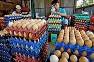 Trứng "gà giả" ở Quảng Ninh là trứng thật 