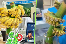 Nhân viên văn phòng trồng chuối, chờ quả chín để... vui vẻ hơn
