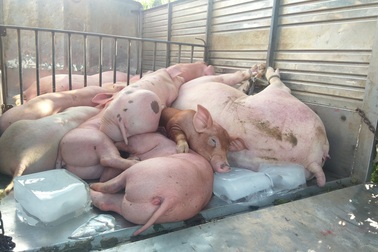 Bạc Liêu: Bắt xe tải chở hơn 1 tấn lợn nghi bị bệnh trên đường đi tiêu thụ