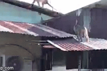 Hàng chục con khỉ đu dây điện, leo mái tôn vào nhà dân ở Sài Gòn trộm đồ ăn