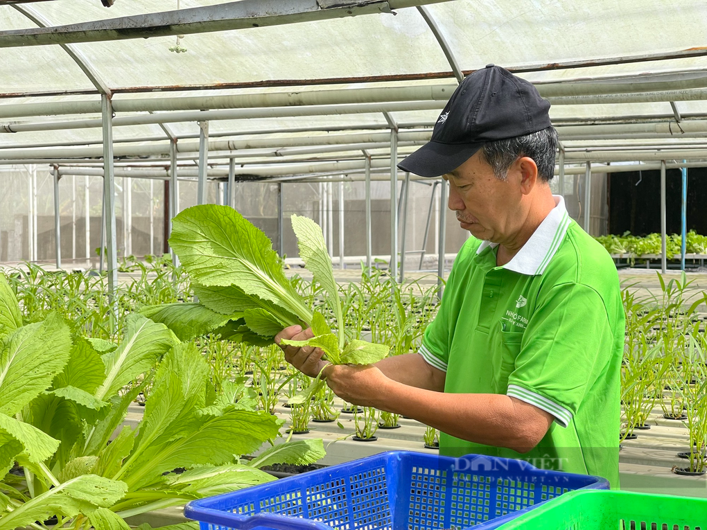 Chỉ trồng rau mà anh nông dân phố thu nhập 150 triệu/tháng? - 7 Chỉ trồng rau mà anh nông dân phố thu nhập 150 triệu/tháng? - 7