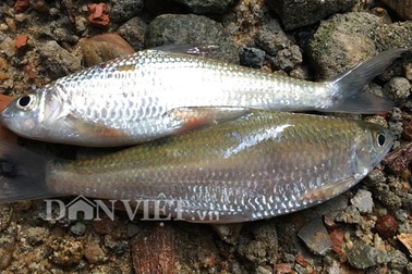 Hơn nửa triệu 1kg cá niên đặc sản Quảng Ngãi