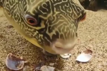 Hàm răng chắc khỏe của cá nóc giúp nó dễ dàng phá vỡ lớp vỏ cứng của con sò