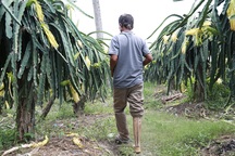 Long An: Thương binh trồng thanh long thu hàng trăm triệu mỗi năm