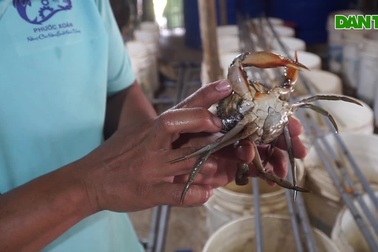 Thầy giáo Bến Tre chia sẻ bí quyết "soi" mu cua để kiếm tiền tỷ