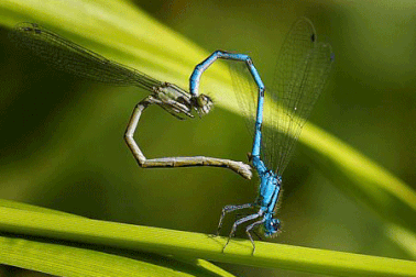 Lặng nghe… lời tự tình của...mùa Valentine