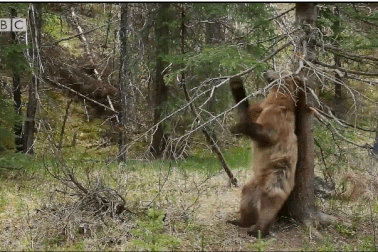 Màn “múa cột” siêu hài hước của gấu xám Bắc Mỹ