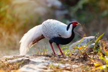 Quy định mới về gà lôi trắng thuộc danh mục nguy cấp, quý hiếm