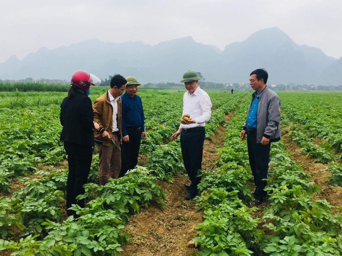 Nghệ An: Khoai tây hoàng hóa xóa đói giảm nghèo - Ảnh 1. Nghệ An: Khoai tây hoàng hóa xóa đói giảm nghèo - Ảnh 1.