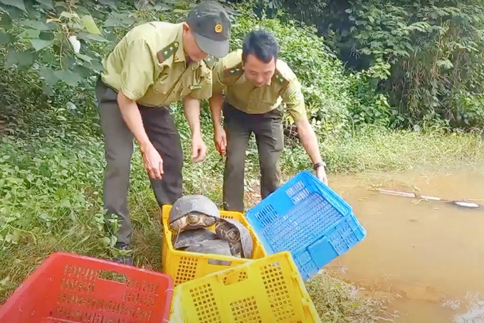 Rùa nằm trên cục gạch ở vỉa hè TPHCM bị bán với giá 4,7 triệu đồng - 3