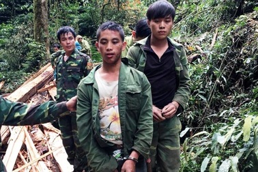 Bắt hai đối tượng người Lào chặt hạ cây sa mu ở khu bảo tồn