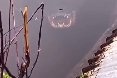 Rợn người hình ảnh cá sấu lấp ló dưới nước