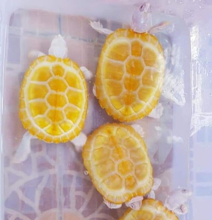 Những người có tâm hồn ăn uống mãnh liệt tới mức nhìn đâu cũng thấy đồ ăn, công nhận là giống đến kinh ngạc - Ảnh 11. Những người có tâm hồn ăn uống mãnh liệt tới mức nhìn đâu cũng thấy đồ ăn, công nhận là giống đến kinh ngạc - Ảnh 11.