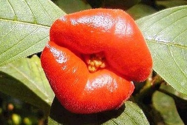 Loài hoa có tên “đôi môi gái gọi”