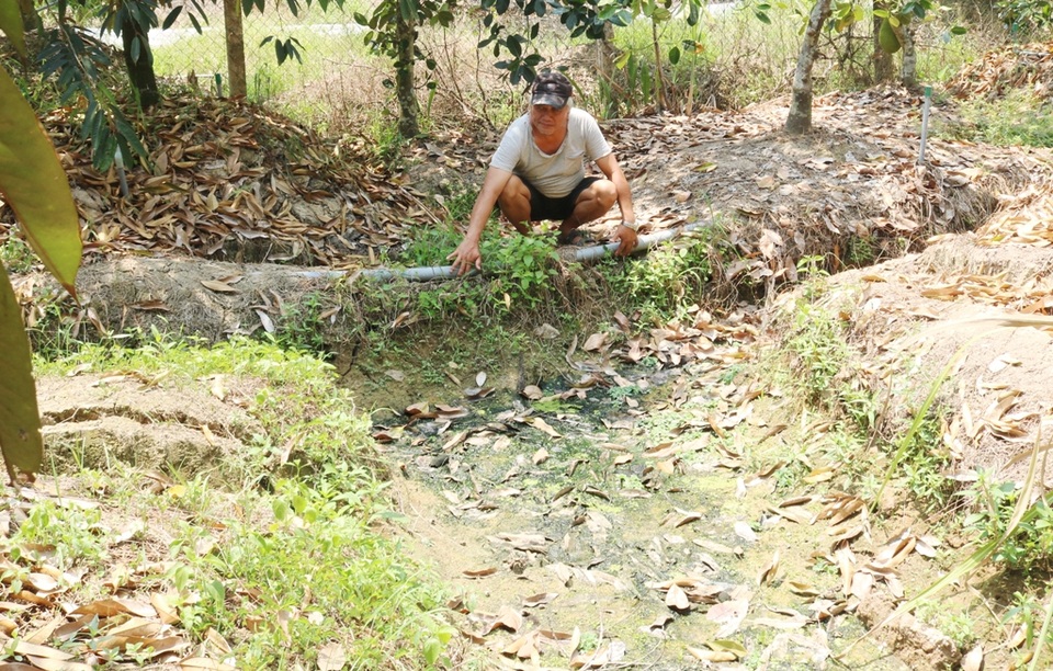 Hạn mặn khốc liệt, tìm cách cứu vườn sầu riêng của người dân - 7 Hạn mặn khốc liệt, tìm cách cứu vườn sầu riêng của người dân - 7