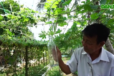 Lão nông cho khổ qua lớn trong chai, đổ thêm rượu thành đặc sản