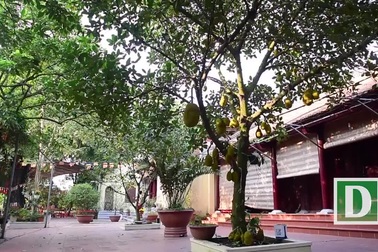 Kỳ lạ ngôi chùa không có hòm công đức ở Việt Nam