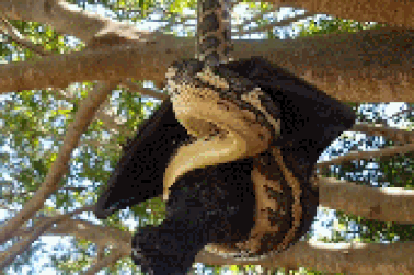 Rợn người khoảnh khắc dơi cỡ lớn bị trăn quấn chết ngay trên cây