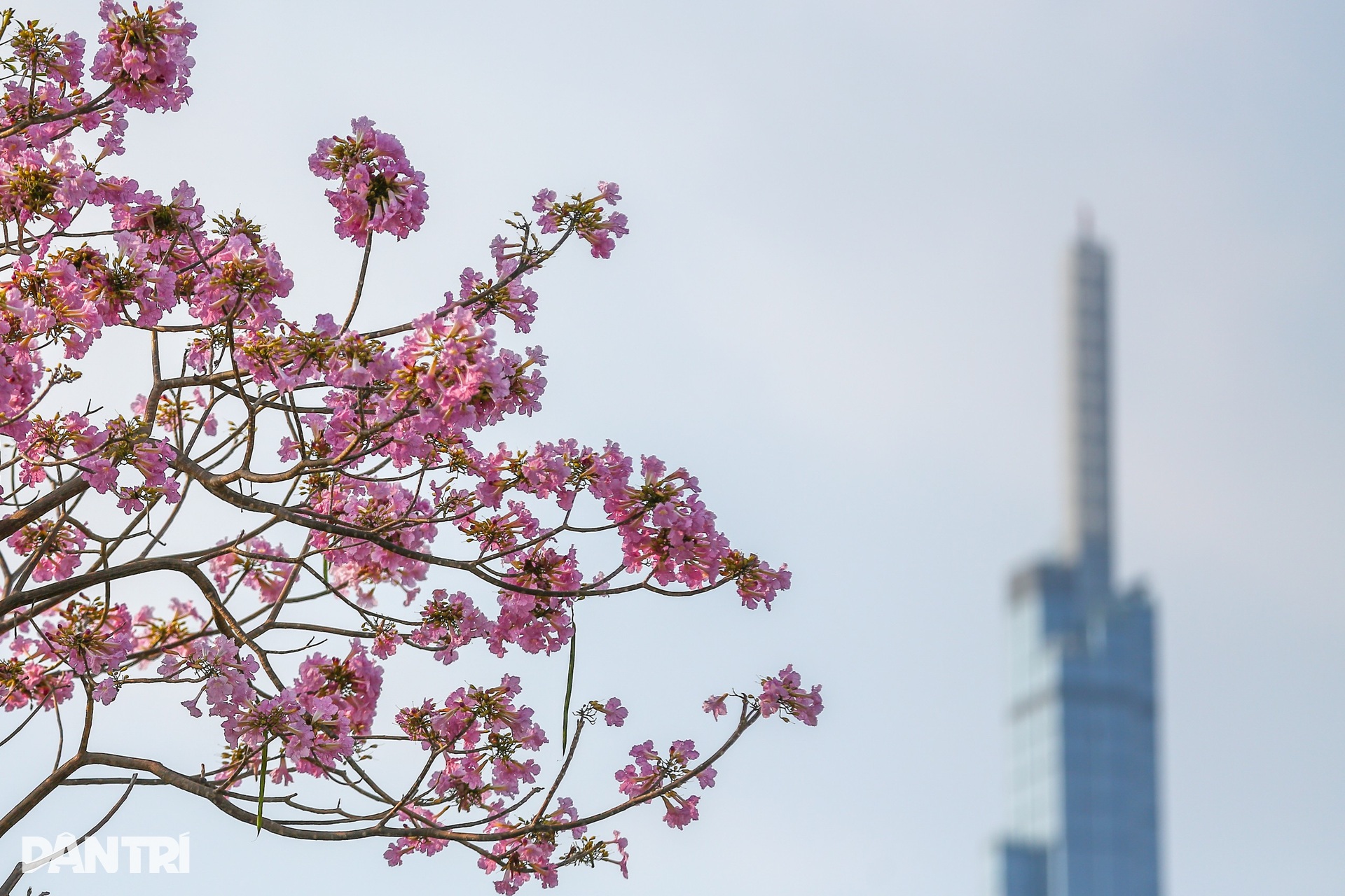 Giới trẻ háo hức chụp ảnh với hoa kèn hồng đang mùa nở rộ ở TPHCM - 13