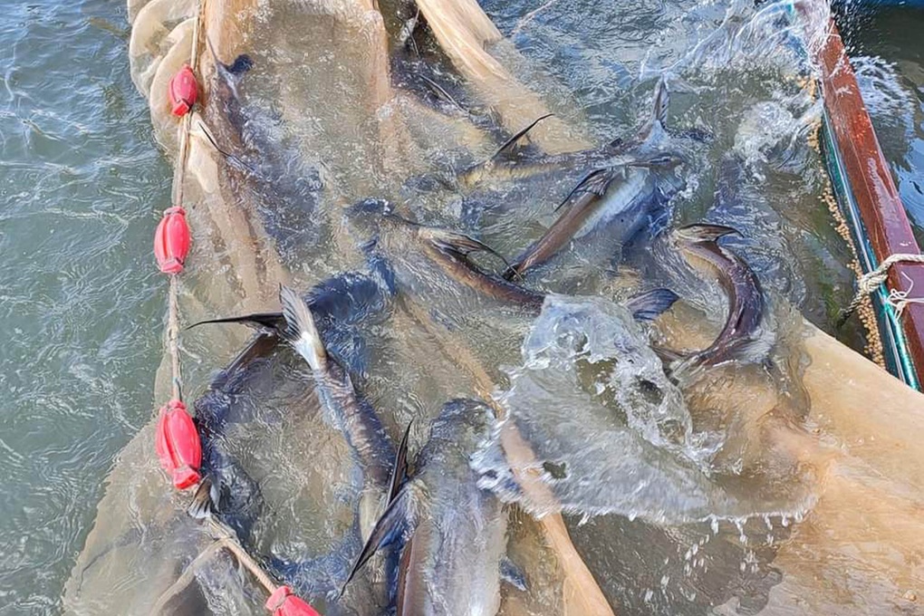 Cô giáo mầm non nghỉ việc về nuôi thủy quái sông Mekong - 2 Cô giáo mầm non nghỉ việc về nuôi thủy quái sông Mekong - 2