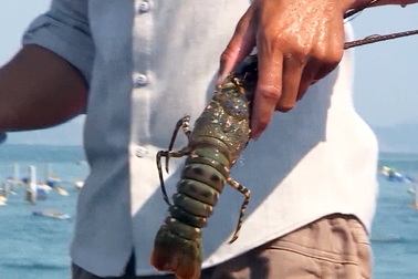 Phú Yên: Người dân lao đao vì tôm hùm chết hàng loạt