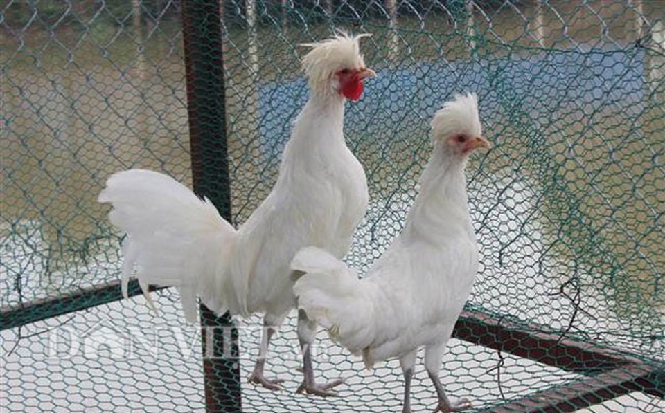 Giải mã bí ẩn quái gà đầu nở hoa như đầu sư tử giá tiền triệu hút hồn dân chơi - 14 Giải mã bí ẩn quái gà đầu nở hoa như đầu sư tử giá tiền triệu hút hồn dân chơi - 14