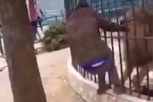 Khiêu khích sư tử trong sở thú, người đàn ông suýt mất cánh tay