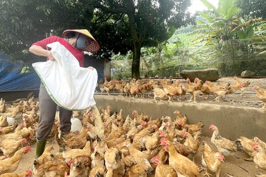 Bắc Ninh ra mắt mô hình hỗ trợ phụ nữ dân tộc phát triển kinh tế