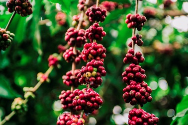 “Tôi muốn mang cà phê thật đi khắp Việt Nam”