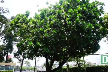 Cây bàng vuông Trường Sa tỏa bóng mát giữa Sài Gòn