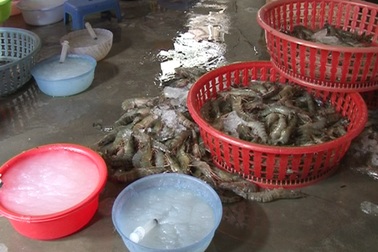 Tôm sú bị bơm tạp chất tăng trọng trước khi lên bàn tiệc cưới