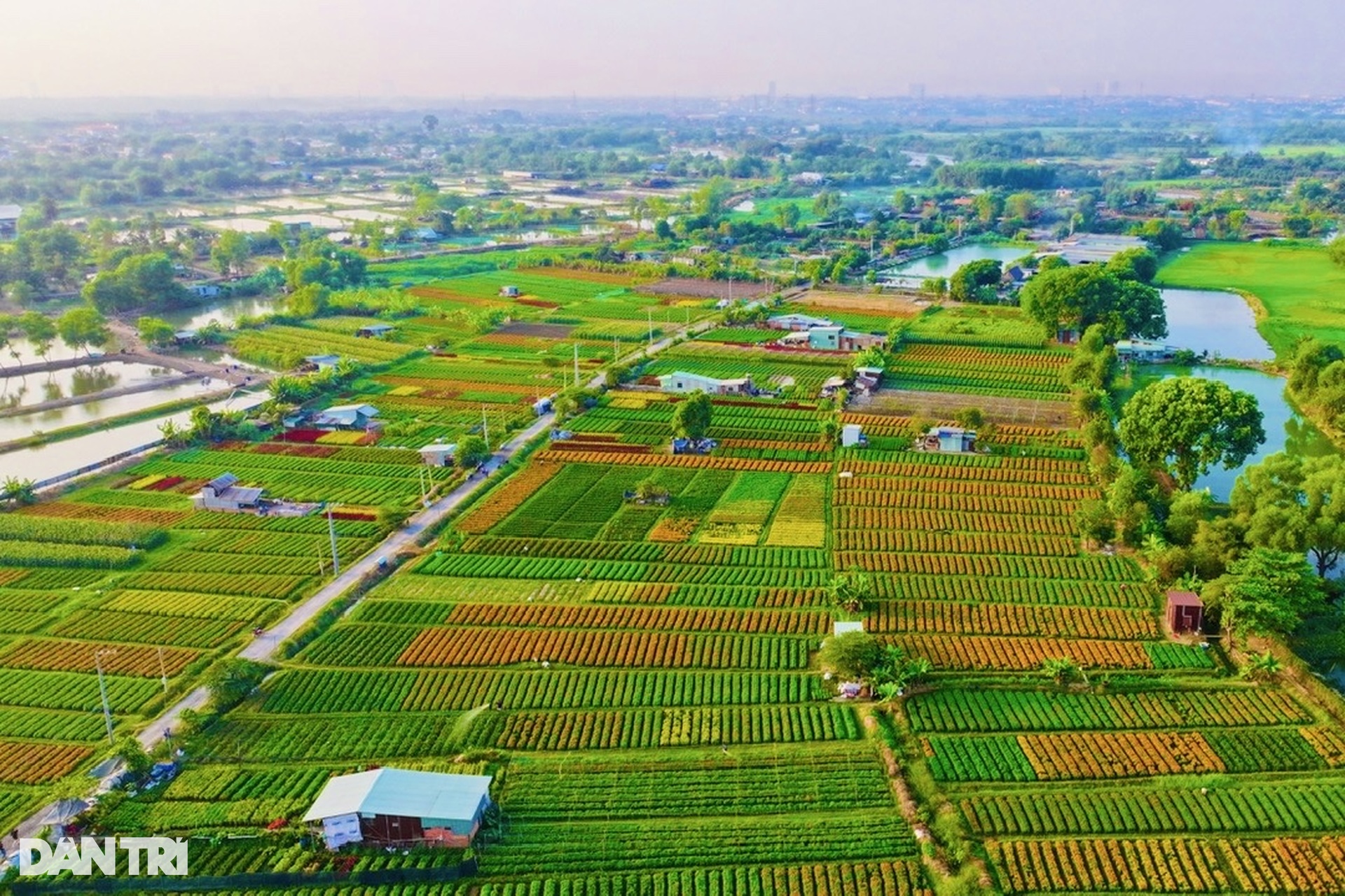 Người dân tiếc nuối khi làng hoa lớn nhất Bình Dương không còn - 3 Người dân tiếc nuối khi làng hoa lớn nhất Bình Dương không còn - 3